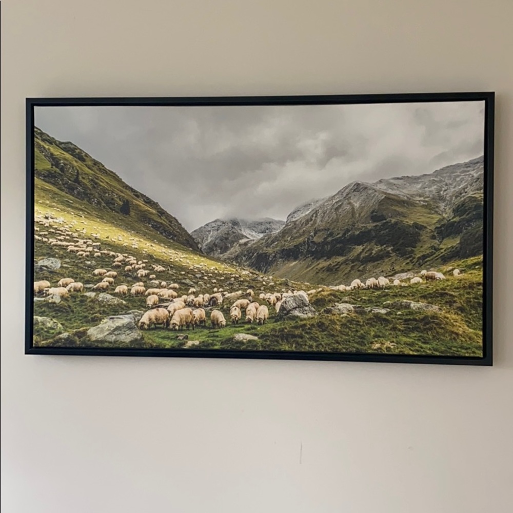 🐑 🖼